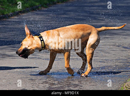 Ein Staffordshire Bull Terrier shakes selbst trocknen, nachdem aus einem See an einem heißen sonnigen Tag Stockfoto