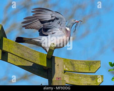 Ringeltaube Columba palumbus im Flug mit Zweig zum Nestbau Stockfoto