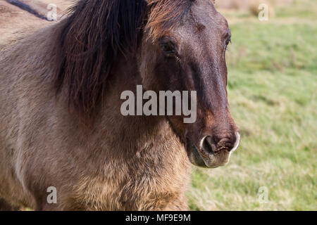 Foto eines Konik Wild Horse Stockfoto