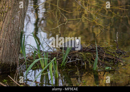 Foto eines erwachsenen Blässhuhn sitzen auf dem Nest mit Reflexionen im Wasser Stockfoto