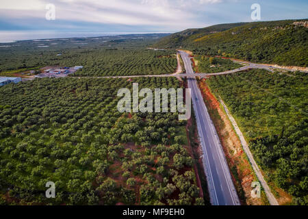 Luftaufnahme von Olivenbäumen in einem Feld in Messenien, Griechenland Stockfoto