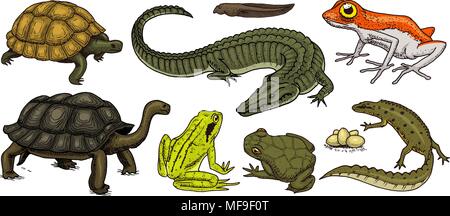 Kroko und Schildkröte. Reptilien und Amphibien. Pet und tropische Tiere. Wildlife und Frösche, Eidechsen und Schildkröten, Chamäleons und anuran graviert Hand in alten Vintage Skizze gezeichnet. Vector Illustration. Stock Vektor