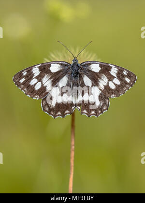 Schachbrettfalter (Melanargia galathea) Schmetterling thront symmetrisch auf Blume mit grünem Hintergrund Stockfoto