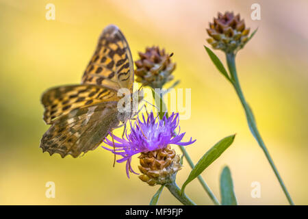 Silber - gewaschen fritillary (Ceriagrion tenellum) Schmetterling auf Blüte Braun flockenblume (Centaurea jacea) thront mit hellen Hintergrund Stockfoto