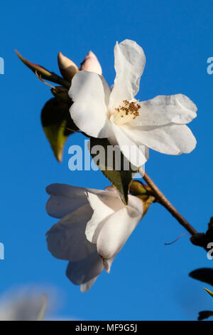 Weiße Blüten der immergrünen Strauch, Camellia cuspidata x saluenensis 'Cornish Snow', gegen einen hellen blauen Frühlingshimmel angezeigt Stockfoto