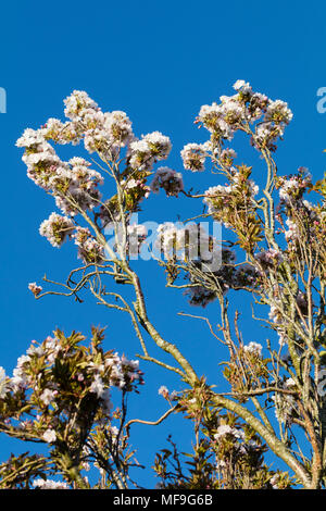 Aufrecht wachsende japanische Kirschblüte, Prunus 'Amanogawa', dsiplays rosa und weißen Blüten vor blauem Frühlingshimmel Stockfoto