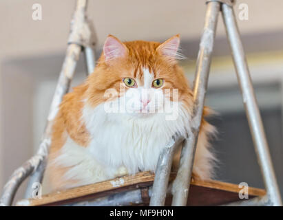 Ziemlich nach rote Katze auf Leiter in hellem Zimmer Stockfoto