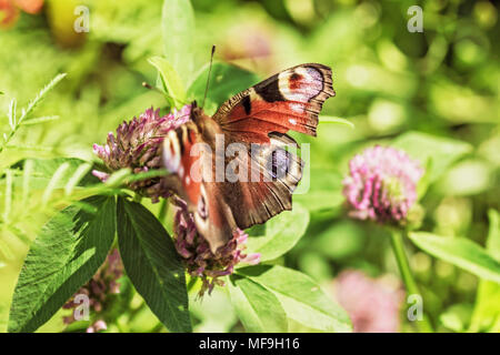 Schönheit Schmetterling auf Klee Blume an sonnigen Sommertag Stockfoto