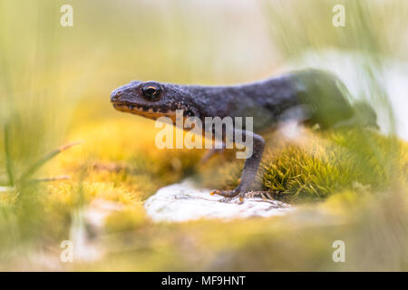 Bergmolch (Ichthyosaura alpestris) auf Moos und Felsen in natürlicher Umgebung Stockfoto