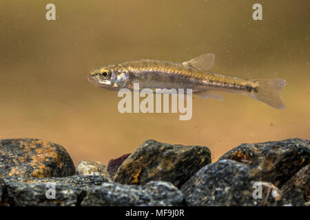 Eurasischen elritze (Phoxinus phoxinus) ist eine kleine Art von Süßwasserfischen in der Karpfen Familie Cyprinidae. Schwimmen im Fluss mit felsigen Boden. Stockfoto