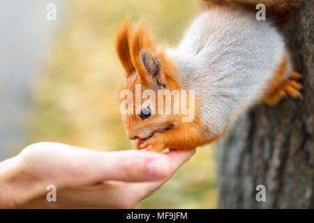 Leute Feeds das Eichhörnchen. einem Eichhörnchen frisst aus der Hand. Fütterung der Tiere im Wald Stockfoto