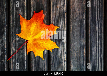 Einen einsamen Herbst Blatt liegt auf einem dunklen Hintergrund. Helles orange Lamelle auf einer dunklen Baum Stockfoto