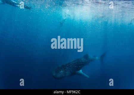 Der Freitaucher folgt dem Walhai rhincodon Typus und taucht unter der Oberfläche im blauen Ozean Stockfoto