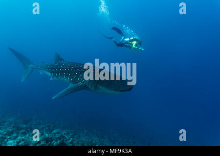 Whaleshark und Taucher schwimmen entlang des Korallenriffs Stockfoto