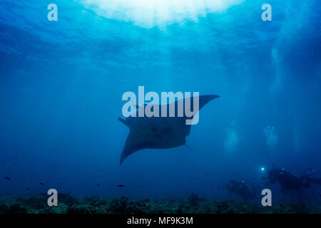 Scuba Diver Fotograf nimmt Bild von riesigen manata Ray schwimmen über Coral Reef
