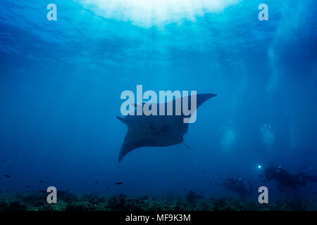 Taucher fotografieren riesige Manatarochen, Mobula alfredi, die entlang des Korallenriffs schwimmen Stockfoto