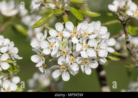 Nahaufnahme von Pyrus communis Louise Bonne aus Jersey Birnenbaumblüte in einem Frühlingsgarten, England, Großbritannien Stockfoto