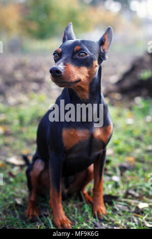 Zwerg pinscher in der Natur. Der Hund sitzt im Gras und schaut weg Stockfoto