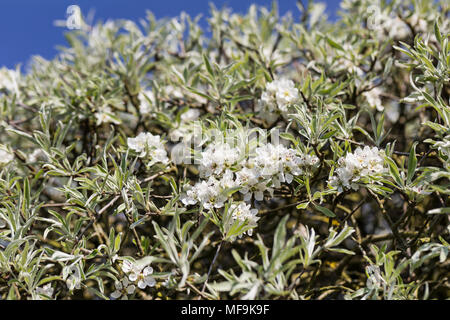 Pyrus Salicfolia pendula blüht in einem Frühlingsgarten, England, UK Stockfoto