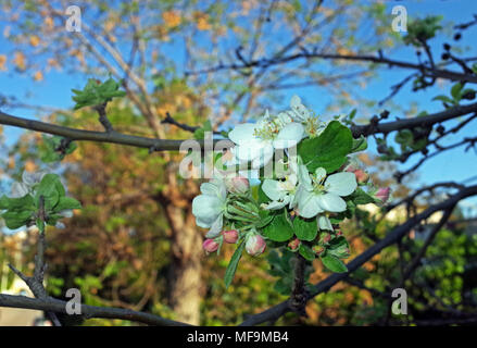Apple tree Flower close-up Stockfoto