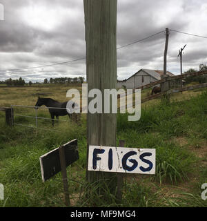 Pferd auf Ackerland, Queensland, Australien, am 29. März 2018. Stockfoto