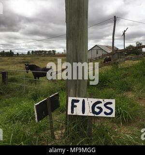 Pferd auf Ackerland, Queensland, Australien, am 29. März 2018. Stockfoto