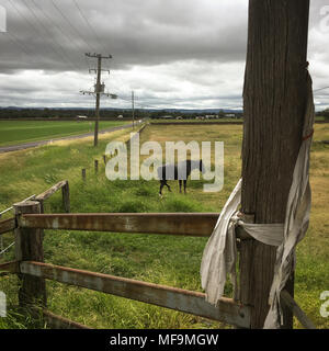 Pferd auf Ackerland, Queensland, Australien, am 29. März 2018. Stockfoto