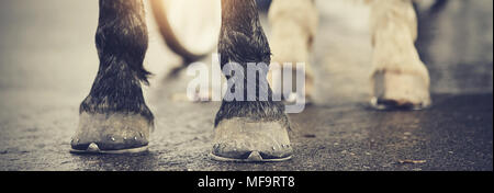 Die Hufe mit Hufeisen. Die Hufe des Pferdes stehend auf Asphalt. Stockfoto