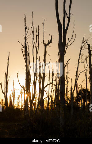 Sonnenaufgang in der CREW Feuerstein Pen Strand von Floridas WEA (Natur und Umwelt), Bonita Springs, Florida, USA Stockfoto