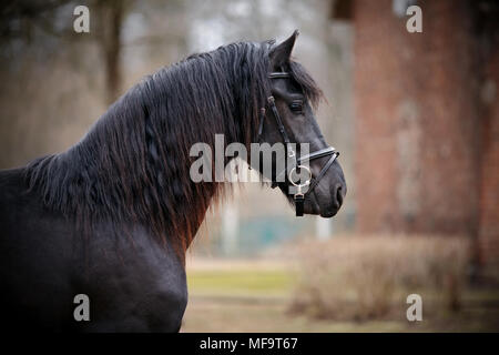 Schwarzer Hengst. Porträt einer Sport Black Horse. Vollblut Pferd. Schönes Pferd. Stockfoto