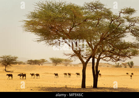 Schafe in der Wüste, im zentralen Sudan, Afrika Stockfoto