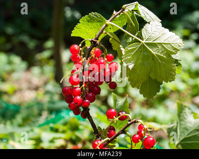 Zweige mit reife rote Johannisbeere. Stockfoto