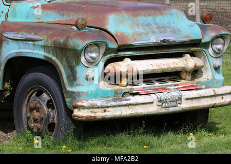 Das vordere Ende eines alten rustikalen Chevrolet Truck im Gras mit einigen Löwenzahn. Stockfoto