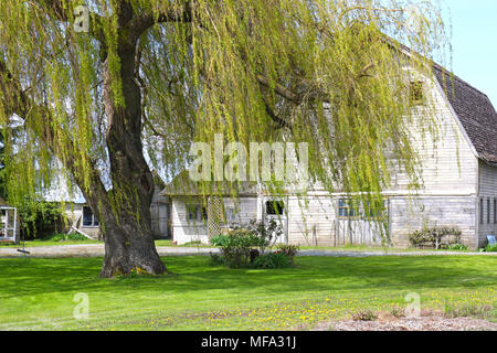Trauerweide Baum vor einem rustikalen weißen Scheune in der Skagit Valley der Pazifischen Nortwest Stadt Mount Vernon, Washington. Stockfoto