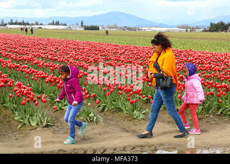 Mutter und zwei Kindern zu Fuß entlang der Zeilen der Tulpen in der schönen Skagit Valley Landschaft von Mount Vernon, Washington. Stockfoto