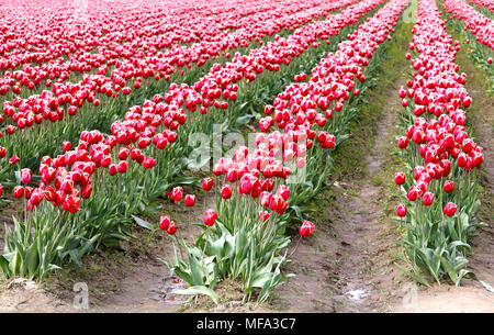 Rosa Tulpen in Reihen am Skagit Valley Tulip Festival in Mount Vernon, Washington. Stockfoto