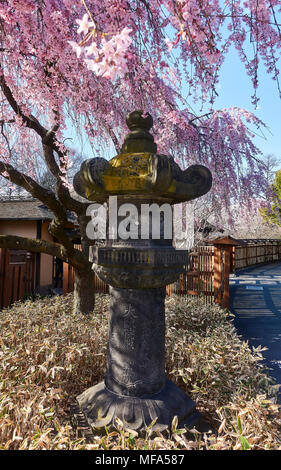 Kirschblütensaison im Brooklyn Botanic Garden Stockfoto