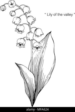 Maiglöckchen Blume zeichnen Abbildung. Schwarz und Weiß mit Line Art auf weißem Hintergrund. Stock Vektor