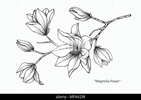 Magnolienblüte Zeichnung Abbildung. Schwarz und Weiß mit Line Art auf weißem Hintergrund. Stock Vektor