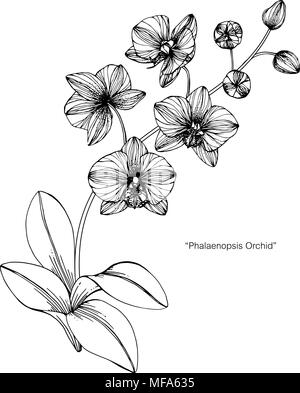 Orchid Flower Zeichnung Abbildung. Schwarz und Weiß mit Line Art auf weißem Hintergrund. Stock Vektor