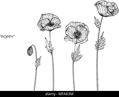 Poppy Flower Zeichnung Abbildung. Schwarz und Weiß mit Line Art auf weißem Hintergrund. Stock Vektor