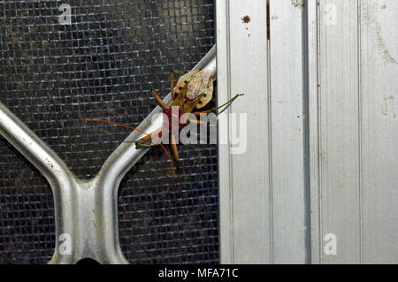 Assassin Bug/Käfer (Reduviidae) Stockfoto