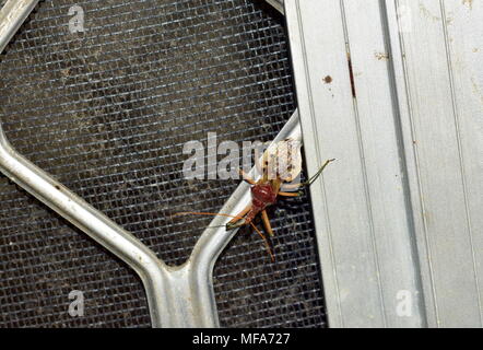 Assassin Bug/Käfer (Reduviidae) Stockfoto
