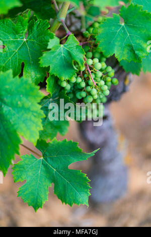 Weinberg, Vincent Cuisinier de Campagne Restaurant, Ingrandes-de-Touraine, Indre-et-Loire, Loire Tal, Frankreich, Europa Stockfoto