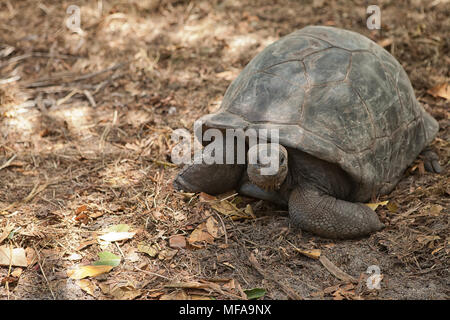 Seychellen Riesenschildkröte. Insel Praslin, Seychellen Stockfoto