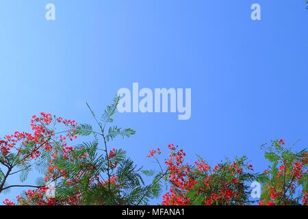 Bündel frische rote Brachychiton Acerifolius, delonix Regia, Flamme Boyant, Royal Poinciana oder Peacock Blüten am Baum Brance gegen am blauen Himmel. Stockfoto