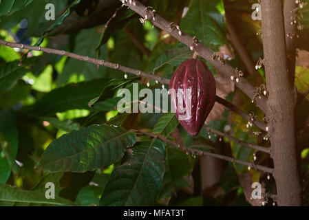 Wachsende cacao Rot pod auf Baum Nähe zu sehen. Stockfoto