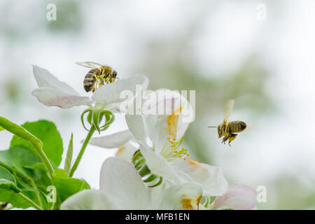 Schließen Sie zwei Bienen Pollen sammeln auf weißen Blumen der Apfelbaum. Stockfoto