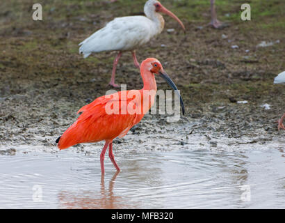 Ein Scarlet Ibis (Eudocimus ruber), gemischt in einer Herde mit weißen Ibis, nahrungssuche an einem See. Kolumbien, Südamerika. Stockfoto
