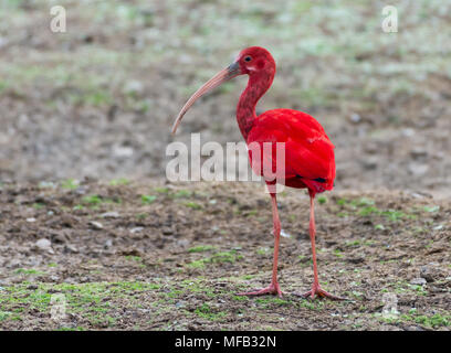 Ein Scarlet Ibis (Eudocimus ruber) Nahrungssuche an einem See. Kolumbien, Südamerika. Stockfoto